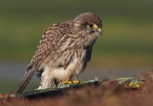 Foto de Common Kestrel