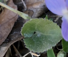 Viola collina