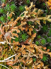 Selaginella helvetica