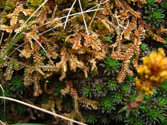 Selaginella helvetica
