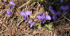 Viola collina