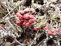 Cladonia coccifera