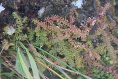 Selaginella helvetica