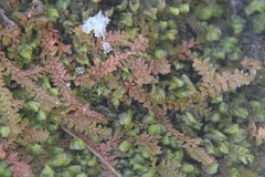 Selaginella helvetica