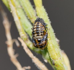 Hippodamia variegata