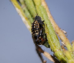Hippodamia variegata