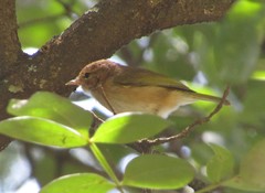 Phylloscopus umbrovirens
