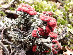 Cladonia coccifera