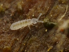 Vertagopus pseudocinereus