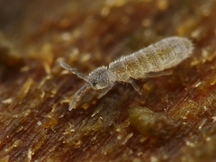 Vertagopus pseudocinereus
