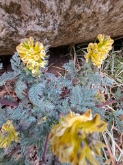 Corydalis speciosa