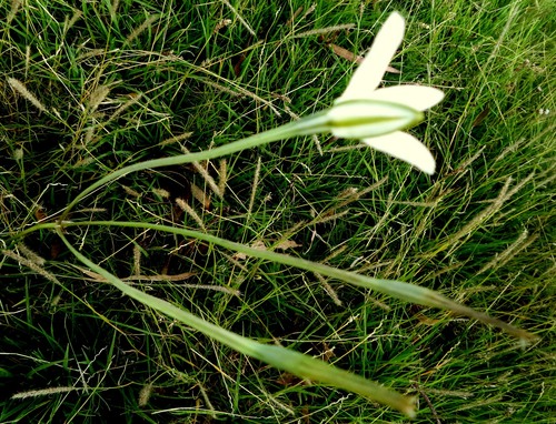 Mexican star