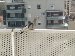 Columba livia domestica