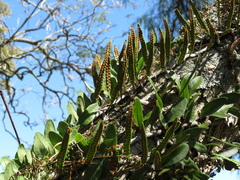 Microgramma mortoniana