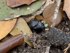 Phanaeus triangularis