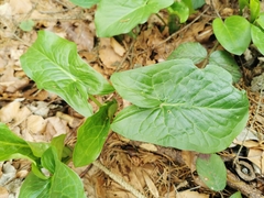 Arum maculatum