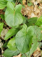 Arum maculatum