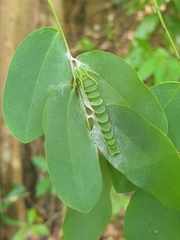 Polyura hebe