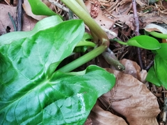 Arum maculatum