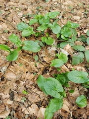 Arum maculatum