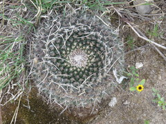 Mammillaria mystax