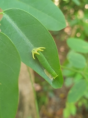 Polyura hebe