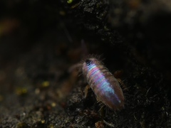 Lepidocyrtus cyaneus
