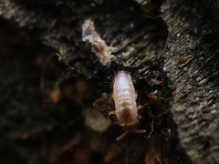 Lepidocyrtus cyaneus