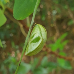 Polyura hebe
