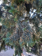 Cupressus