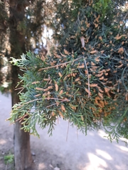 Cupressus