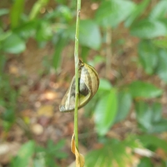 Polyura hebe