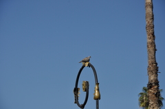 Streptopelia decaocto