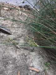 Juncus flavidus
