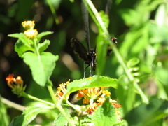 Battus polydamas