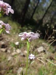 Magnoliopsida