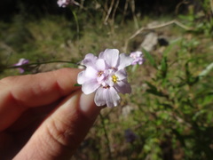 Magnoliopsida