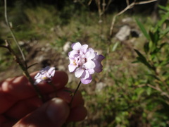 Magnoliopsida