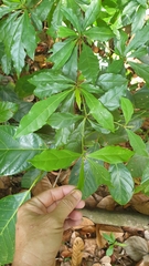 Terminalia calamansanai