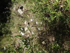 Magnoliopsida