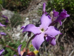Brassicaceae
