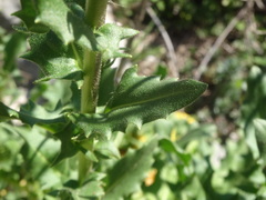 Brassicaceae