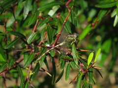 Phyllocycla argentina