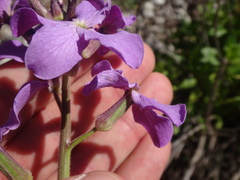 Brassicaceae