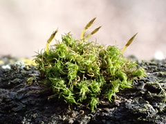Ulota bruchii