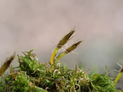 Ulota bruchii
