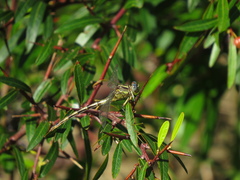 Phyllocycla argentina