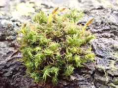 Ulota bruchii