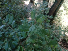 Quercus × cerrioides