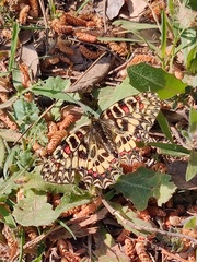 Zerynthia rumina
